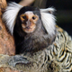 Illustration for article titled MARMOSETS! Teeny, too cute to be real are my new squee. Im giving away the cats and getting marmosets! (jk)